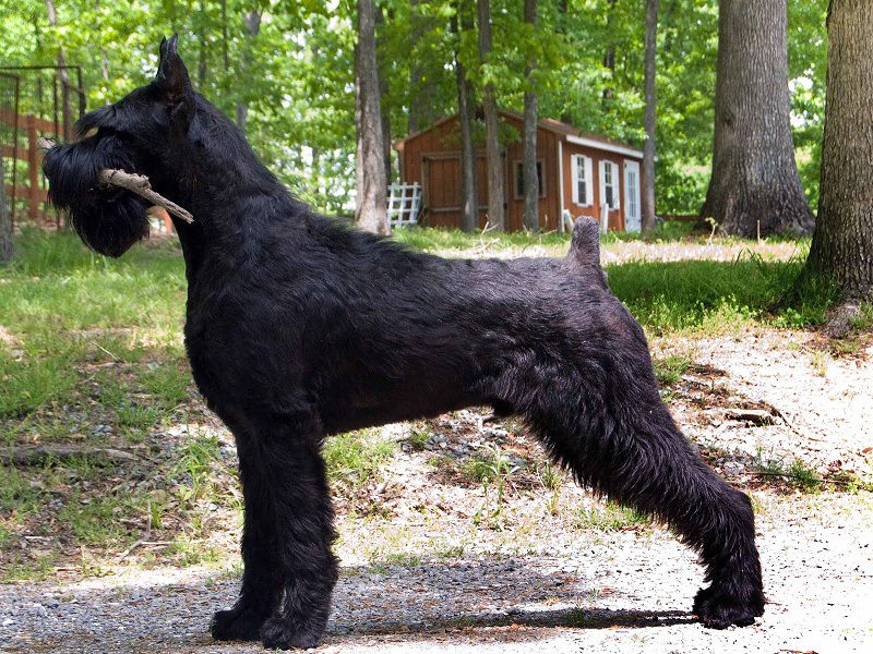 trained giant schnauzer for sale